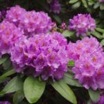 Azalky a rododendrony oživí vaši zahradu svými nádhernými květy